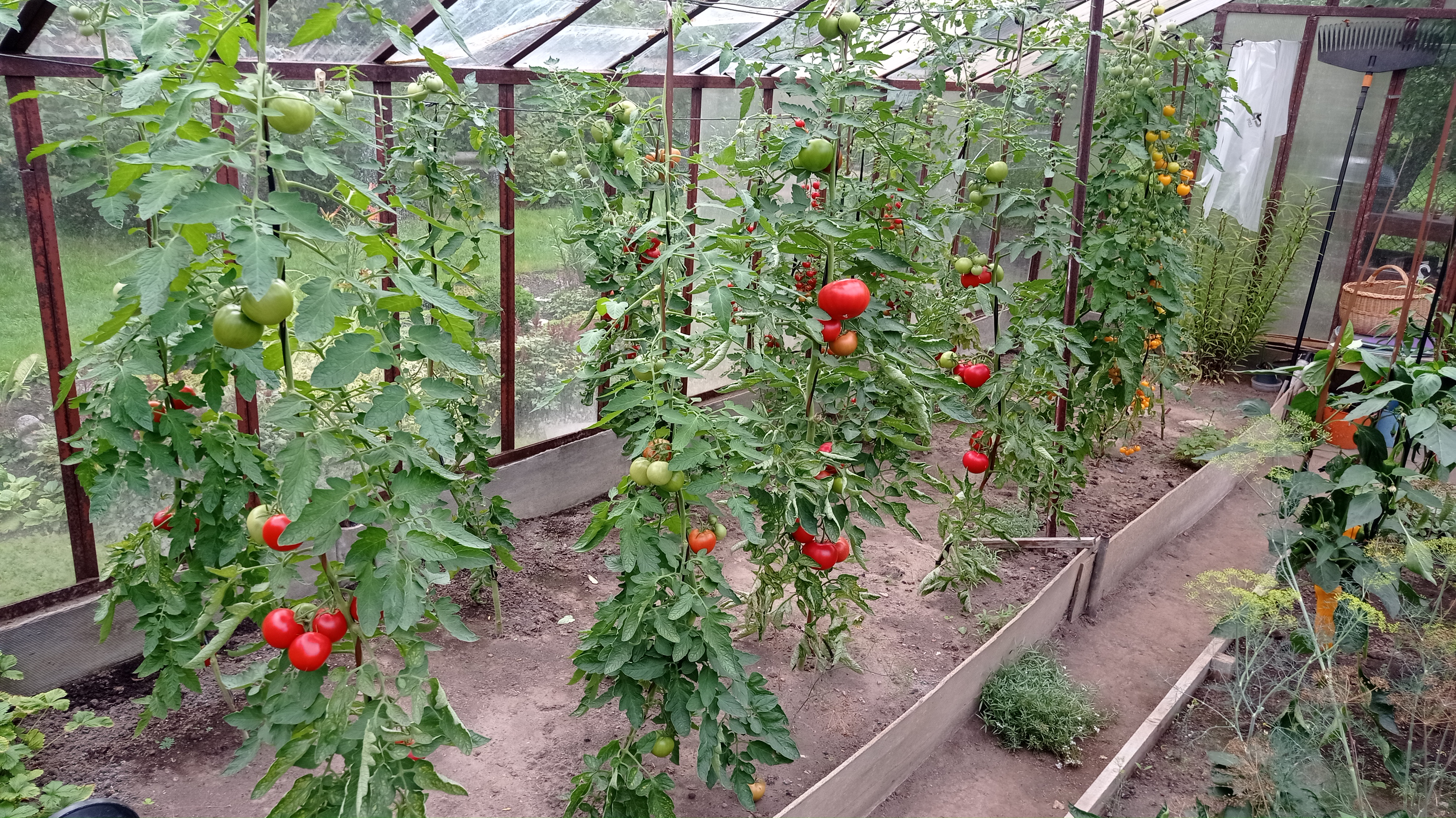 Tomatite kasvatamine - küpseks ja maitsvaks!