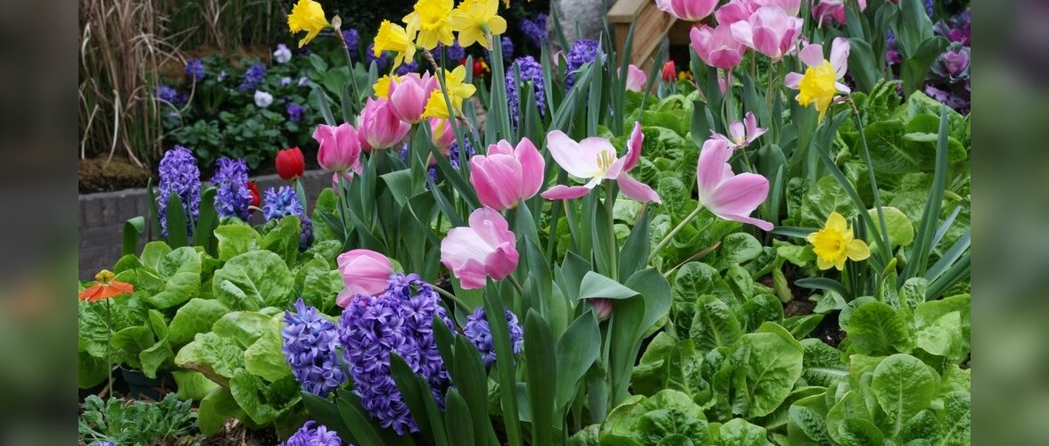 Lillesibulate istutus alaku!